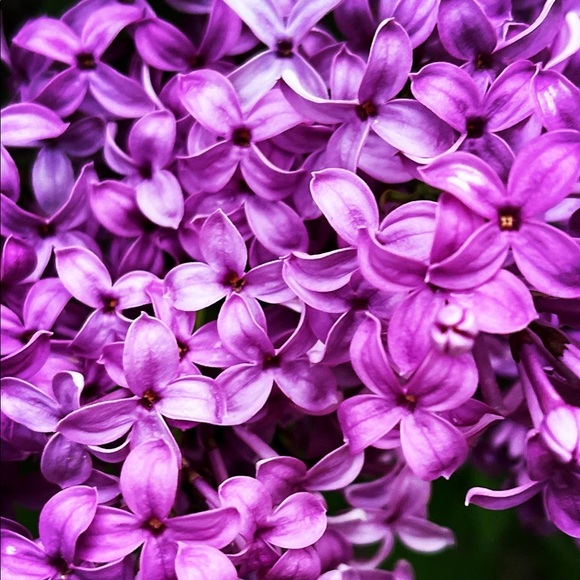 purplesyn